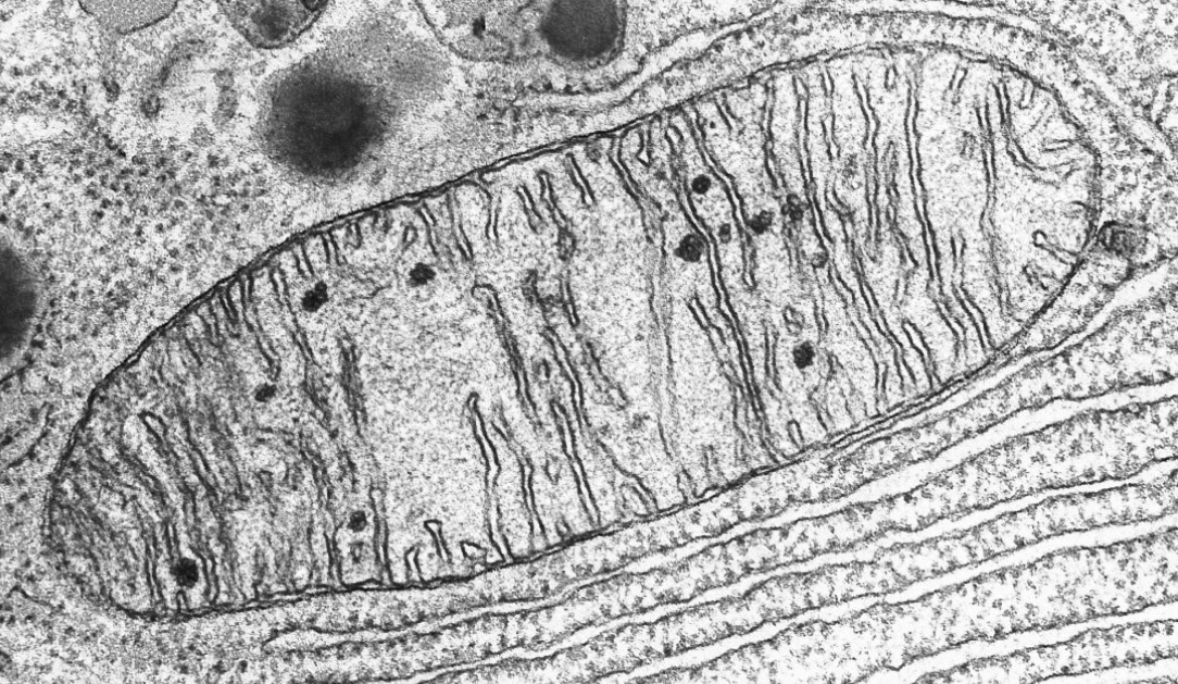 Exosomes vs. NAD⁺ Therapy: A Next-Generation Approach to Mitochondrial Health
